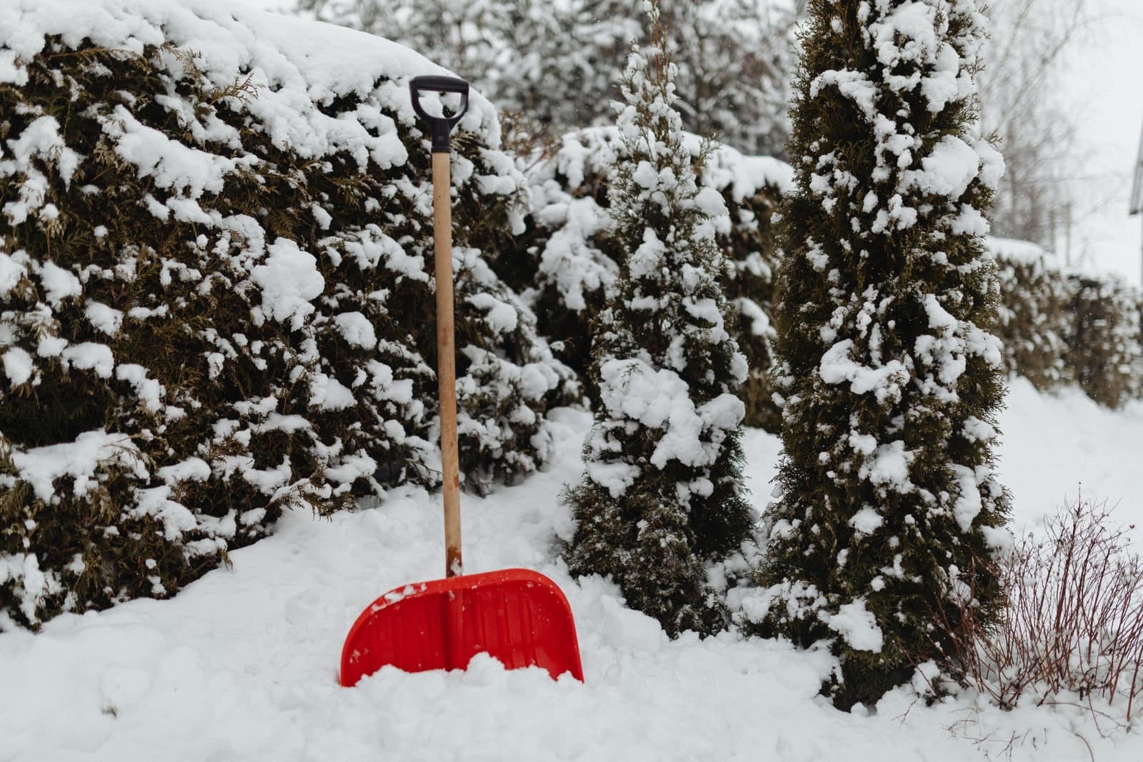 Schneeschaufel an einer verschneiten Hecke
